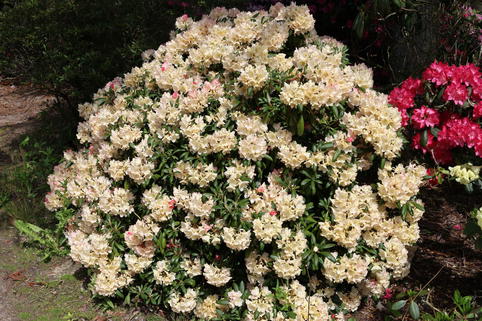 Rhododendron 'Stern von Japan' - Rhododendron yakushimanum 'Stern von Japan'