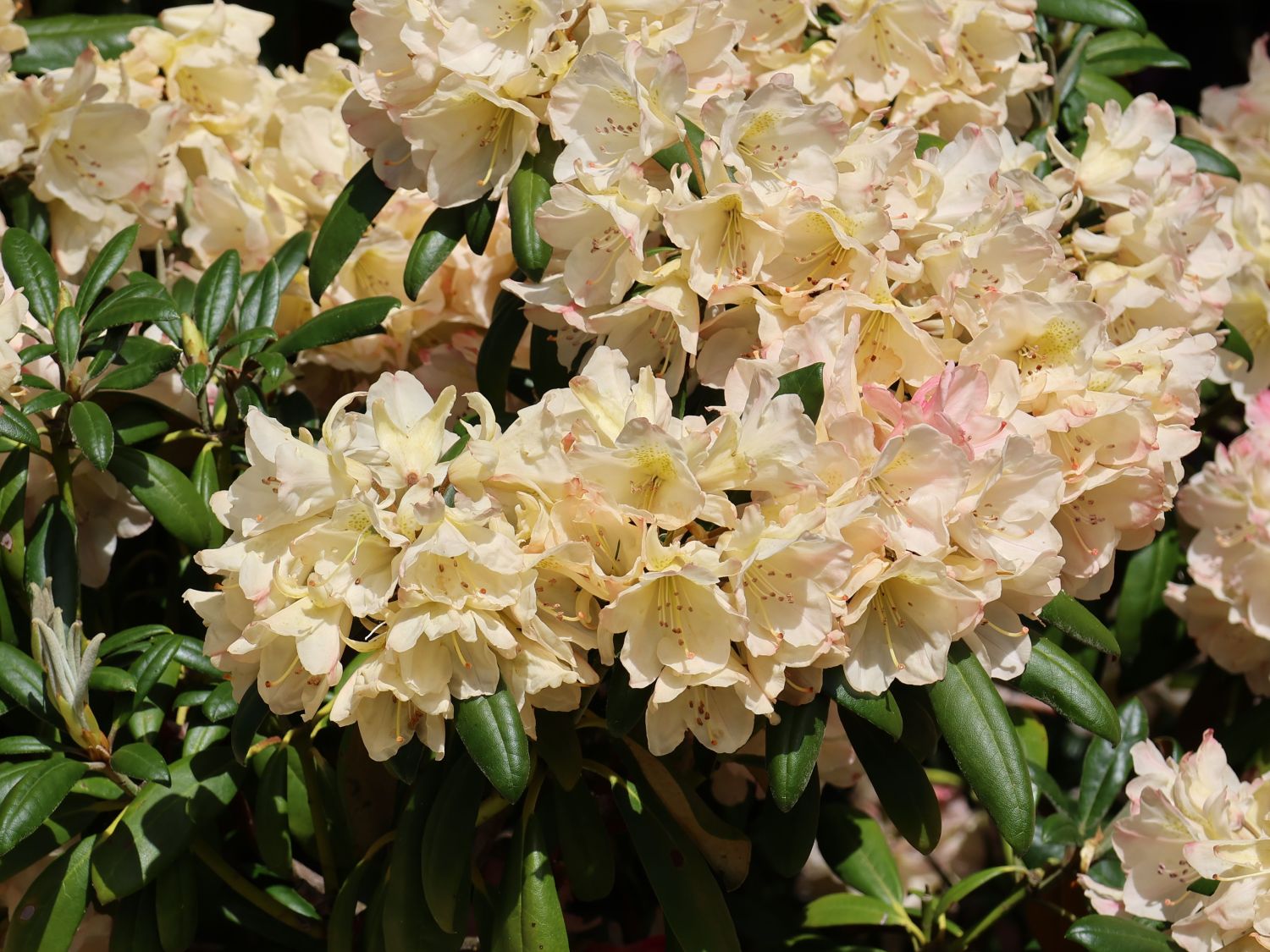 Rhododendron 'Stern von Japan' - Rhododendron yakushimanum 'Stern von Japan'