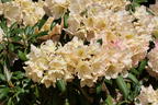 Rhododendron 'Stern von Japan' - Rhododendron yakushimanum 'Stern von Japan'