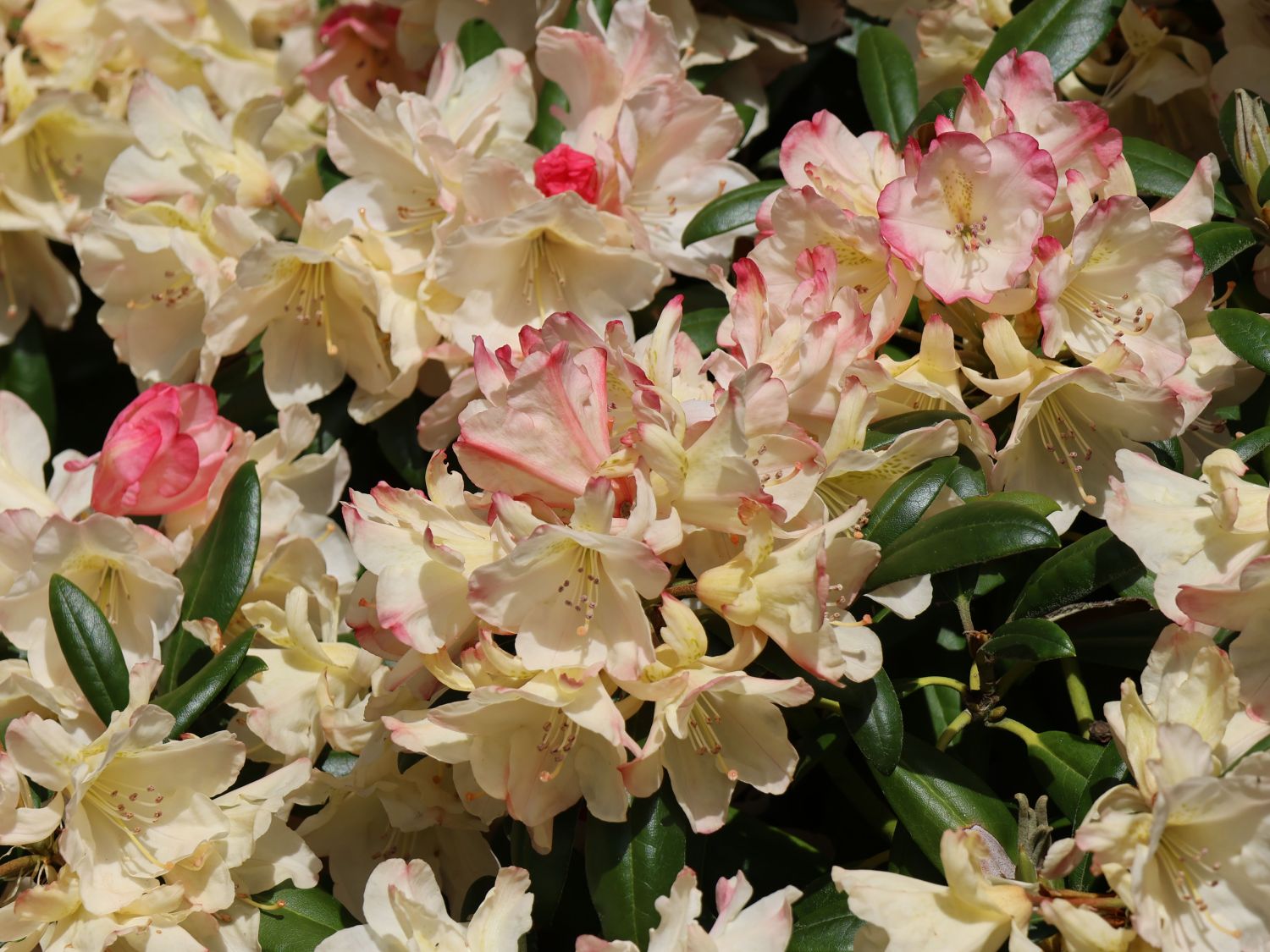 Rhododendron 'Stern von Japan' - Rhododendron yakushimanum 'Stern von Japan'