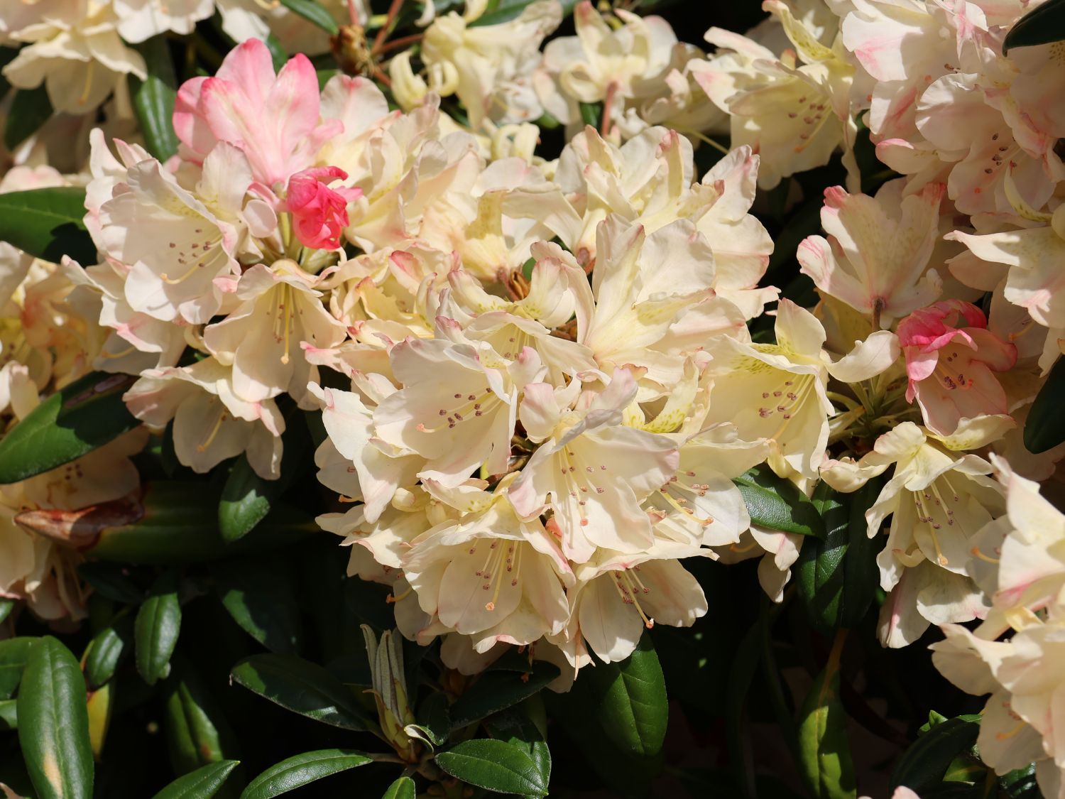 Rhododendron 'Stern von Japan' - Rhododendron yakushimanum 'Stern von Japan'