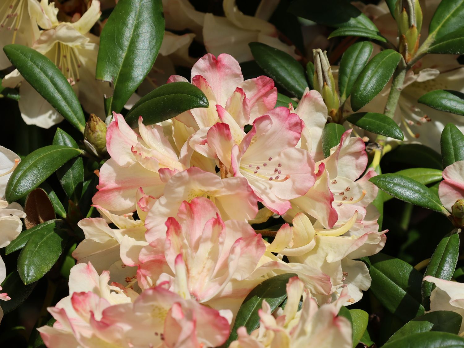 Rhododendron 'Stern von Japan' - Rhododendron yakushimanum 'Stern von Japan'