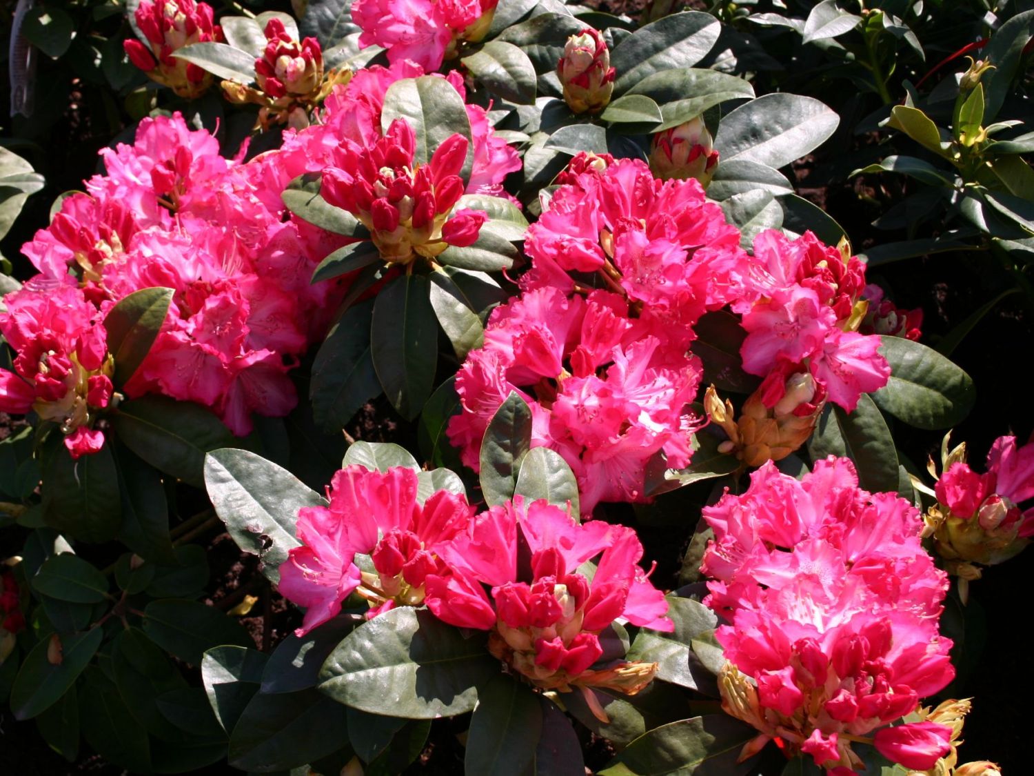 Rhododendron 'Sternzauber'