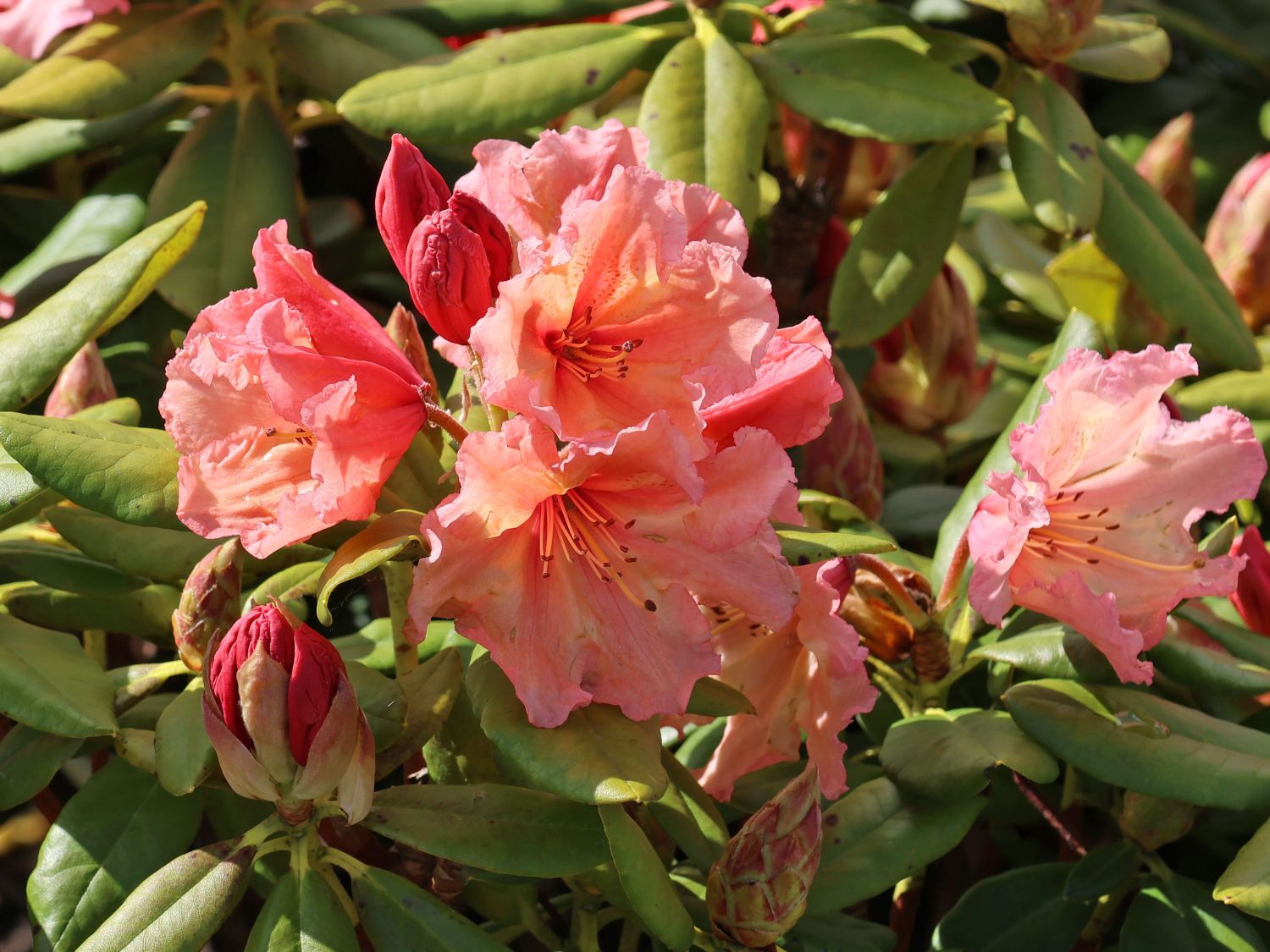 Rhododendron 'Sun Glory'