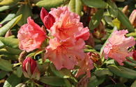 Rhododendron 'Sun Glory'