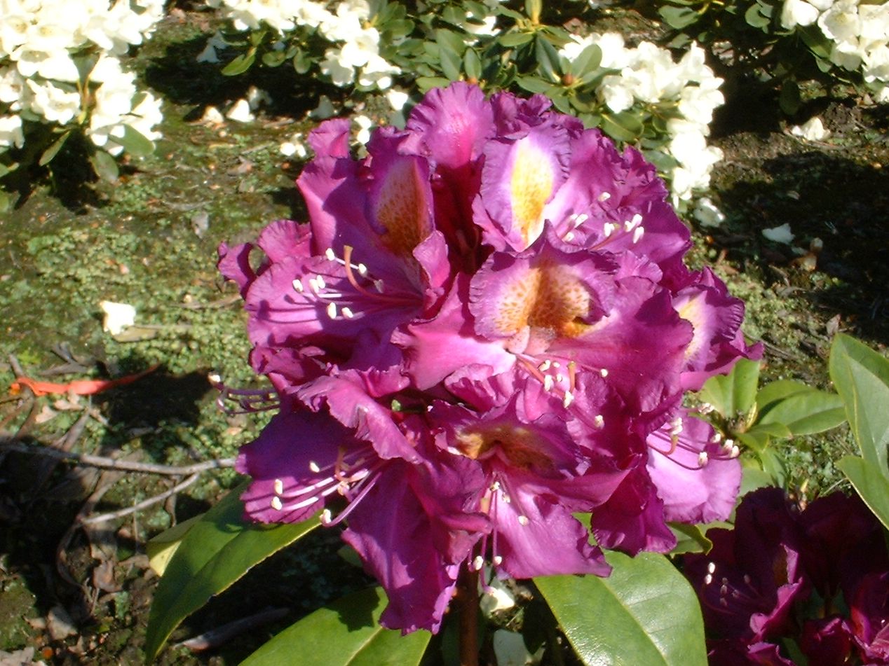 Rhododendron 'Tamarindos' - Rhododendron Hybride 'Tamarindos' - Baumschule  Horstmann