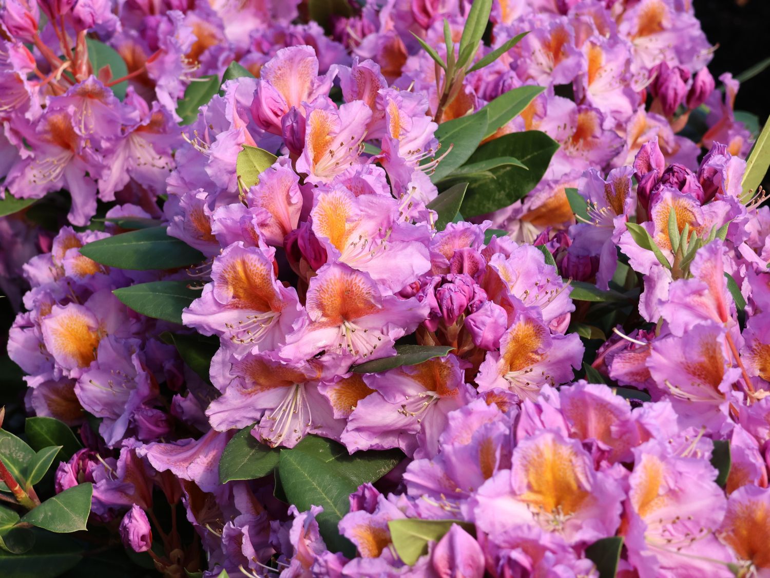 Rhododendron 'Tanaga'