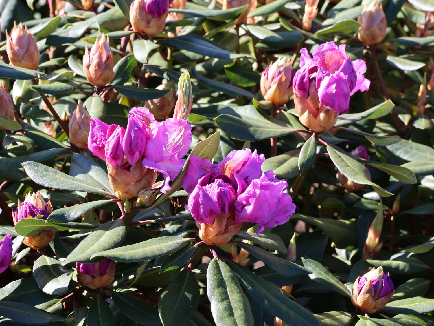 Rhododendron 'Tanaga' - Rhododendron Hybride 'Tanaga'