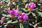 Rhododendron 'Tanaga' - Rhododendron Hybride 'Tanaga'