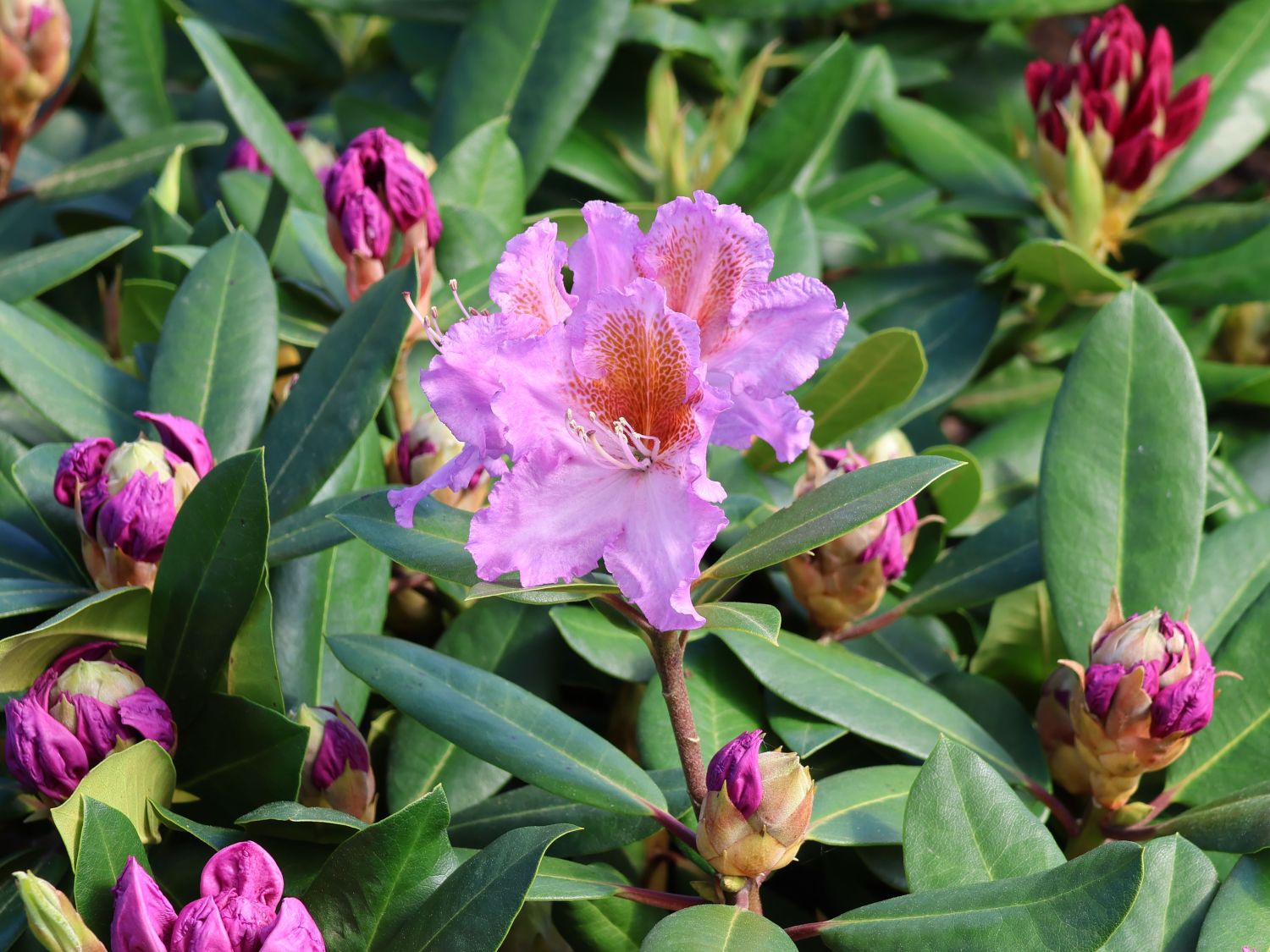 Rhododendron 'Tanaga' - Rhododendron Hybride 'Tanaga'