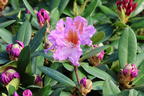 Rhododendron 'Tanaga' - Rhododendron Hybride 'Tanaga'