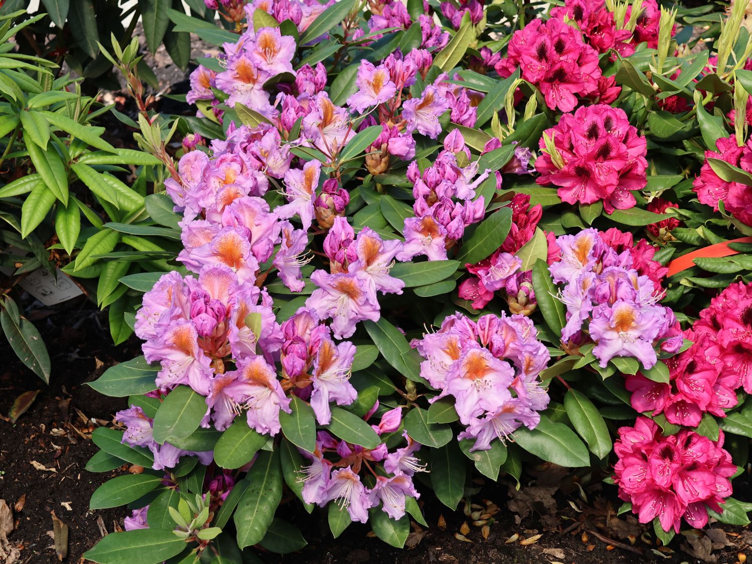 Rhododendron 'Tanaga' - Rhododendron Hybride 'Tanaga'