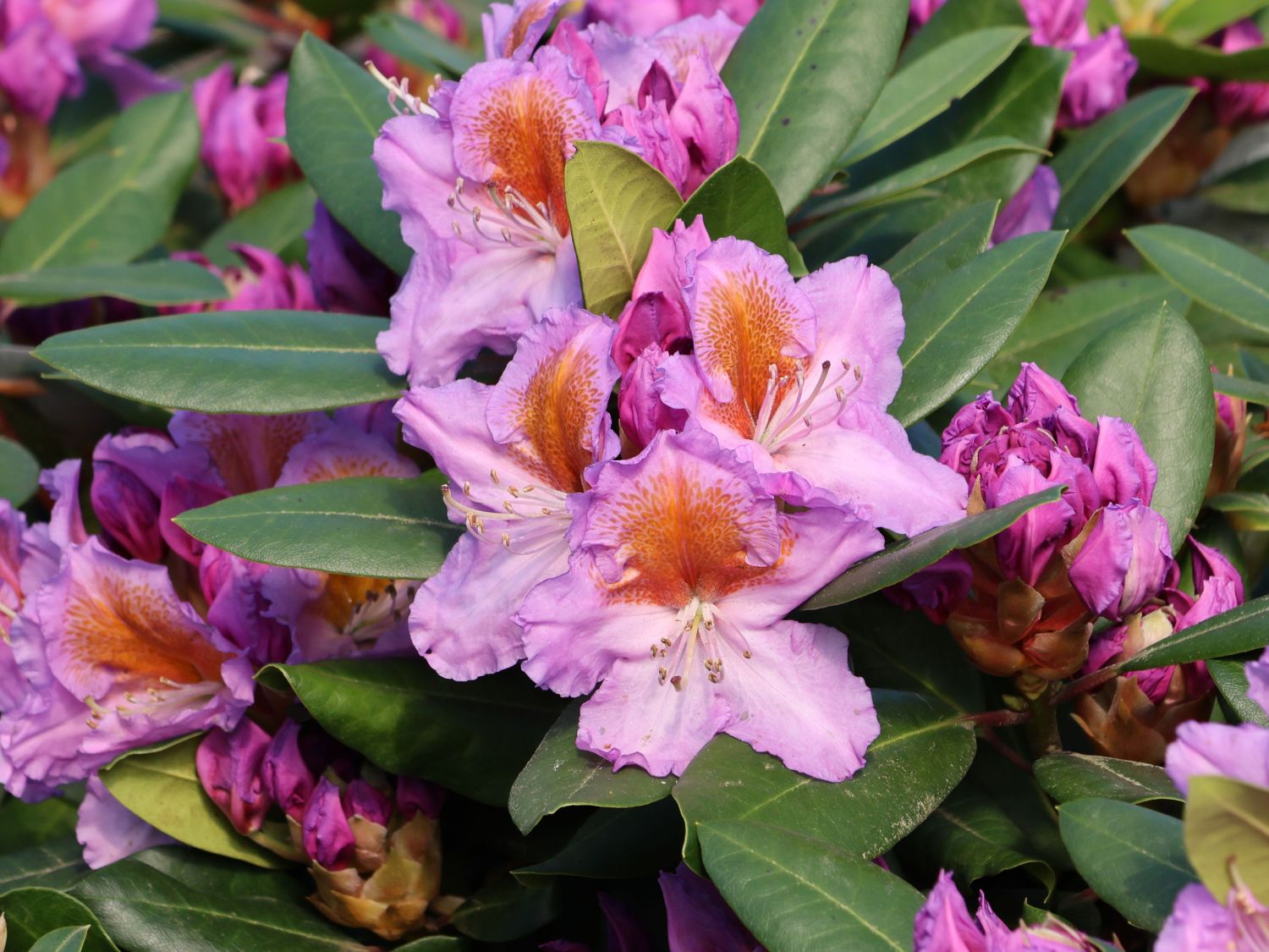 Rhododendron 'Tanaga' - Rhododendron Hybride 'Tanaga'