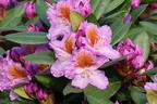 Rhododendron 'Tanaga' - Rhododendron Hybride 'Tanaga'
