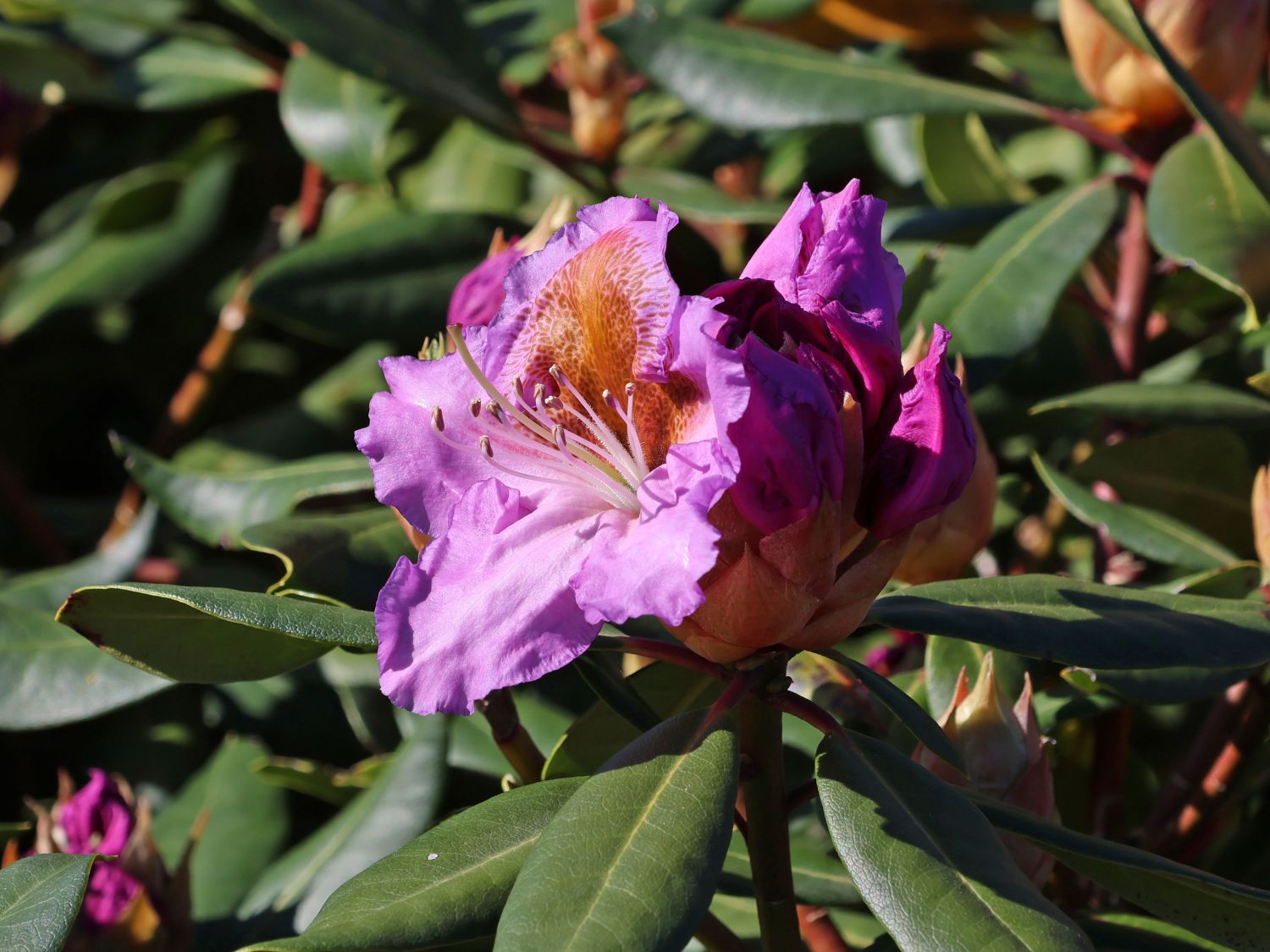 Rhododendron 'Tanaga' - Rhododendron Hybride 'Tanaga'