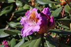 Rhododendron 'Tanaga' - Rhododendron Hybride 'Tanaga'