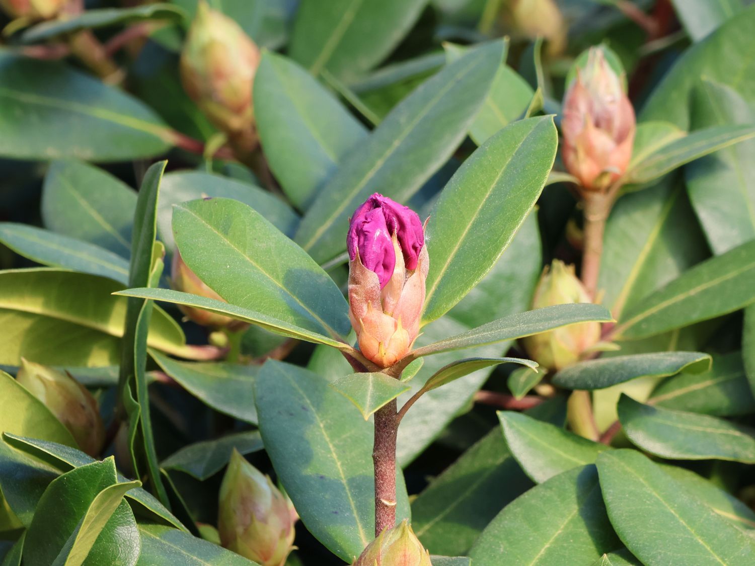 Rhododendron 'Tanaga' - Rhododendron Hybride 'Tanaga'