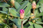 Rhododendron 'Tanaga' - Rhododendron Hybride 'Tanaga'