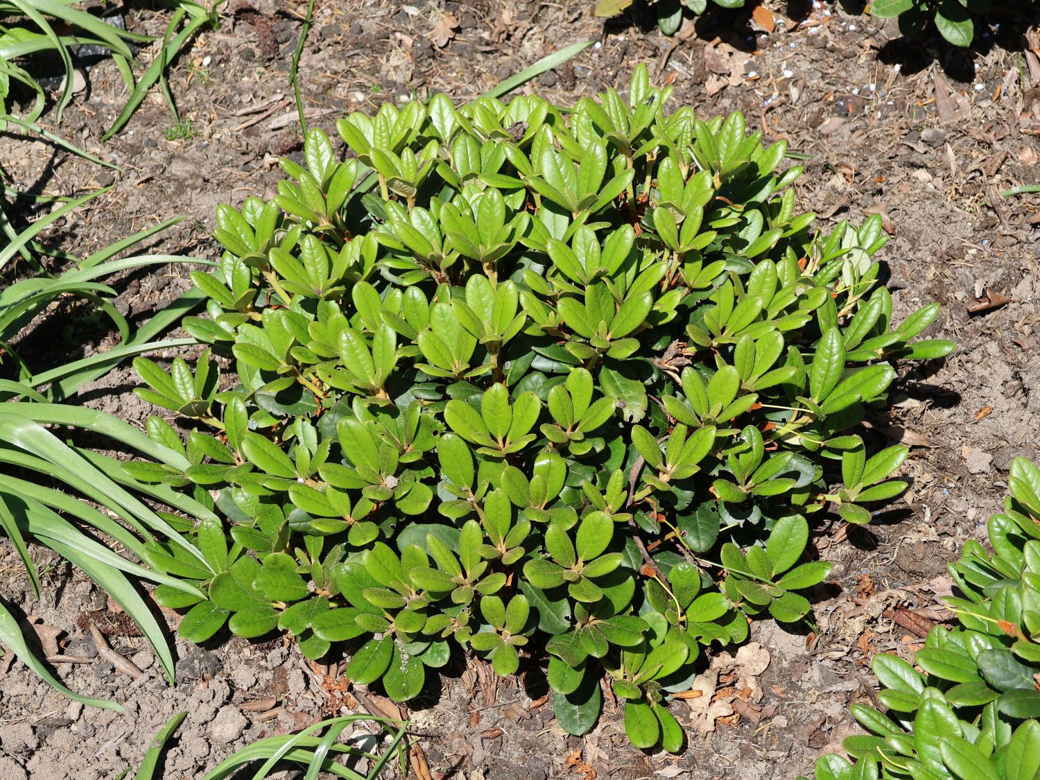 Rhododendron 'Topsi'