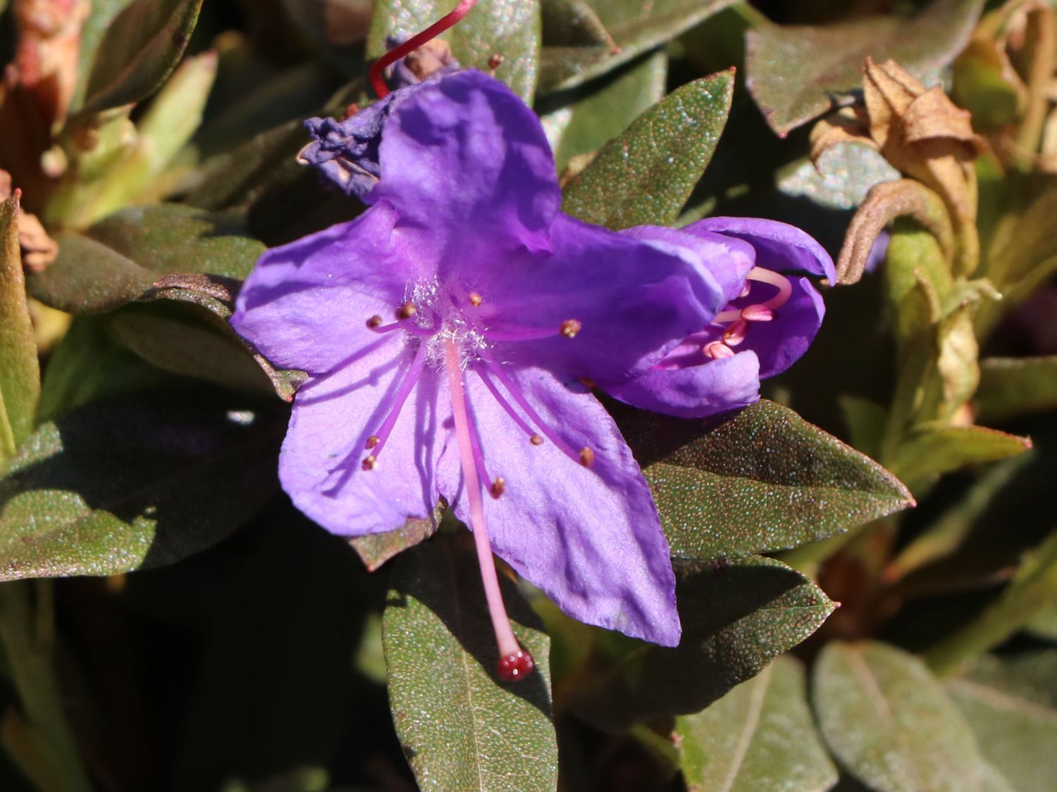 Rhododendron 'Violetta'