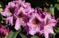 Rhododendron 'Violette Funken'