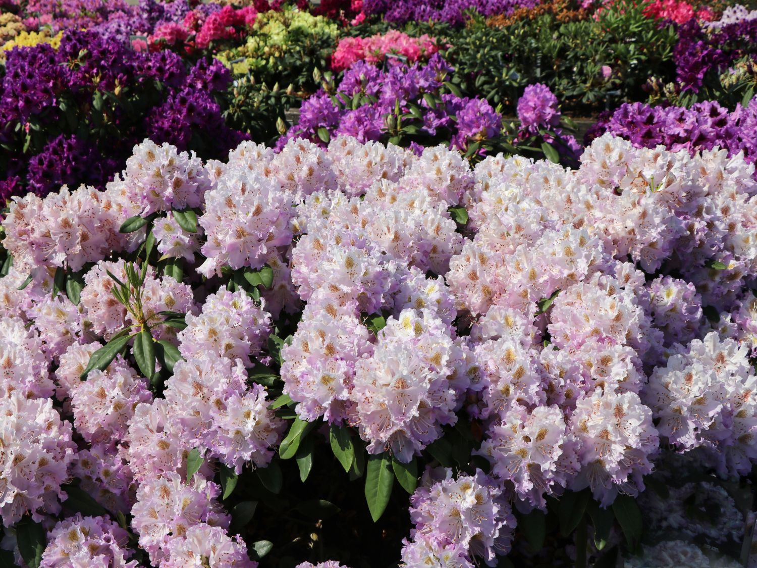 Rhododendron 'Virginia Delp'