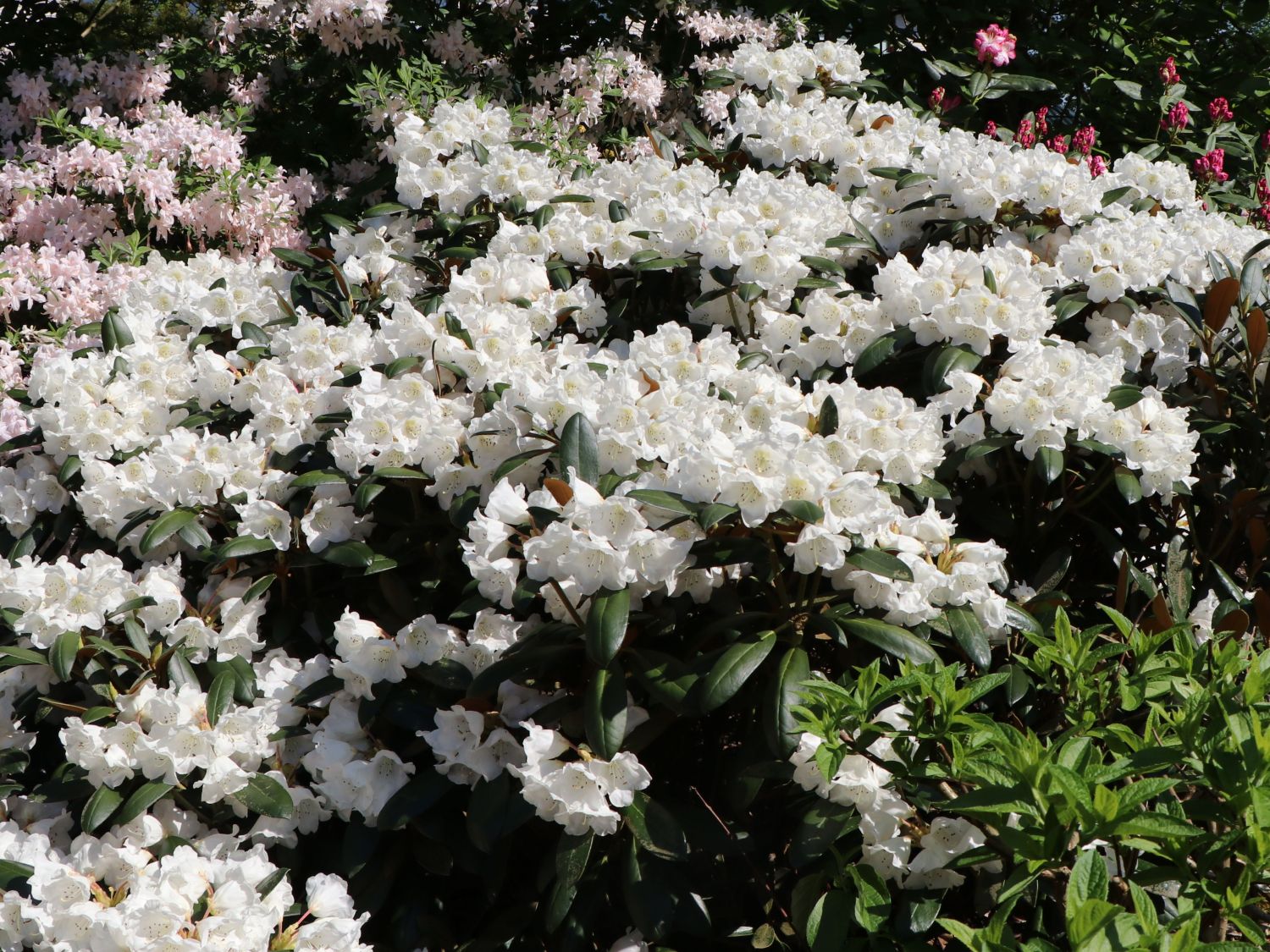 Rhododendron 'Volce'