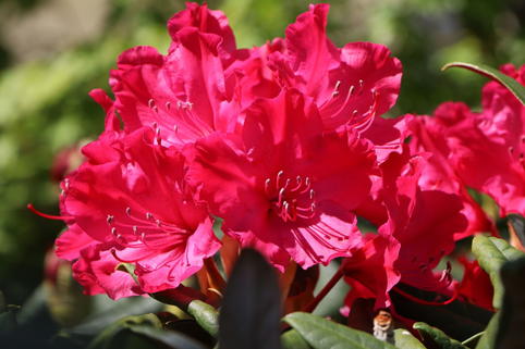 Rhododendron 'Weinlese' - Rhododendron smirnowii 'Weinlese'