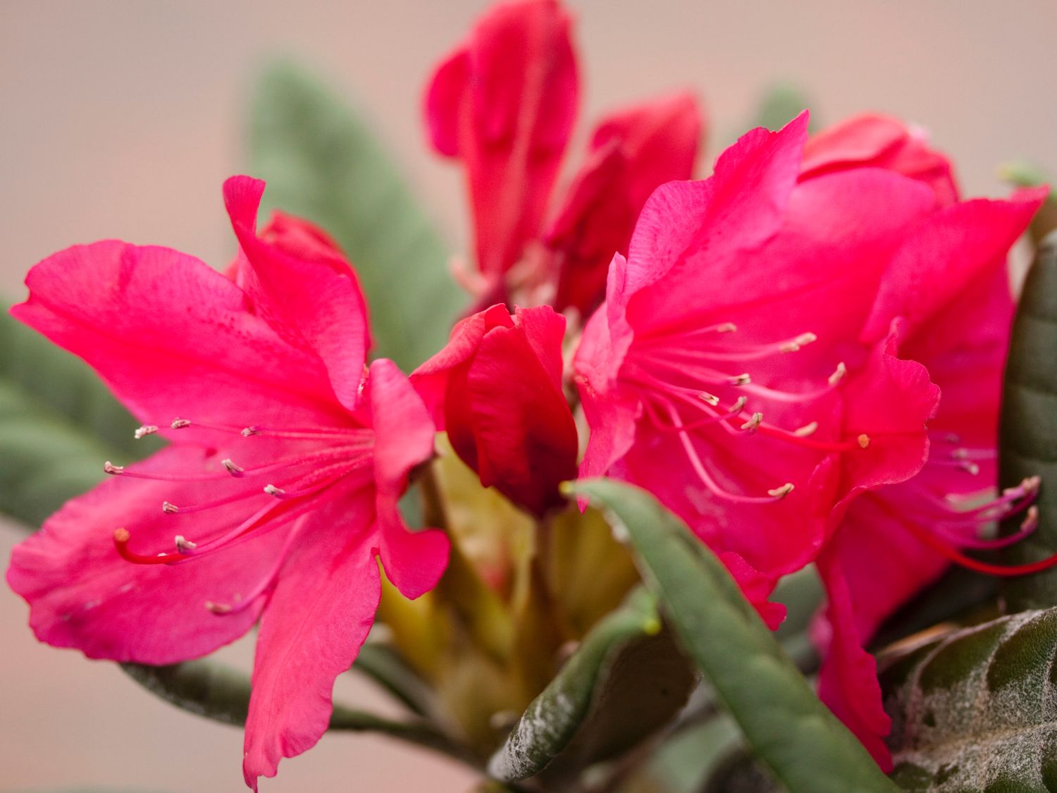Rhododendron 'Weinlese' - Rhododendron smirnowii 'Weinlese'