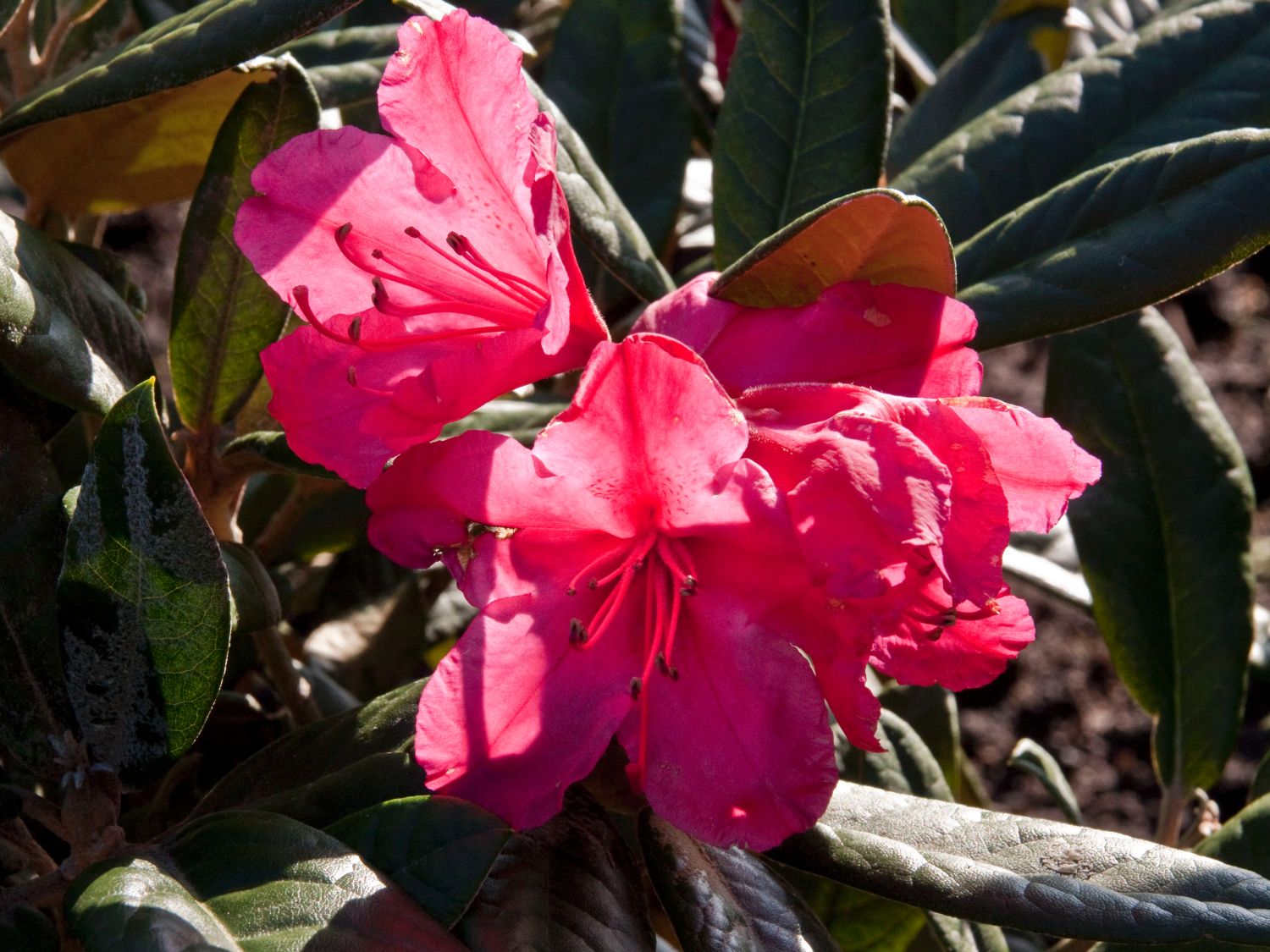 Rhododendron 'Weinlese' - Rhododendron smirnowii 'Weinlese'
