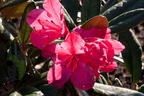 Rhododendron 'Weinlese' - Rhododendron smirnowii 'Weinlese'