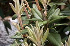 Rhododendron 'Weinlese' - Rhododendron smirnowii 'Weinlese'