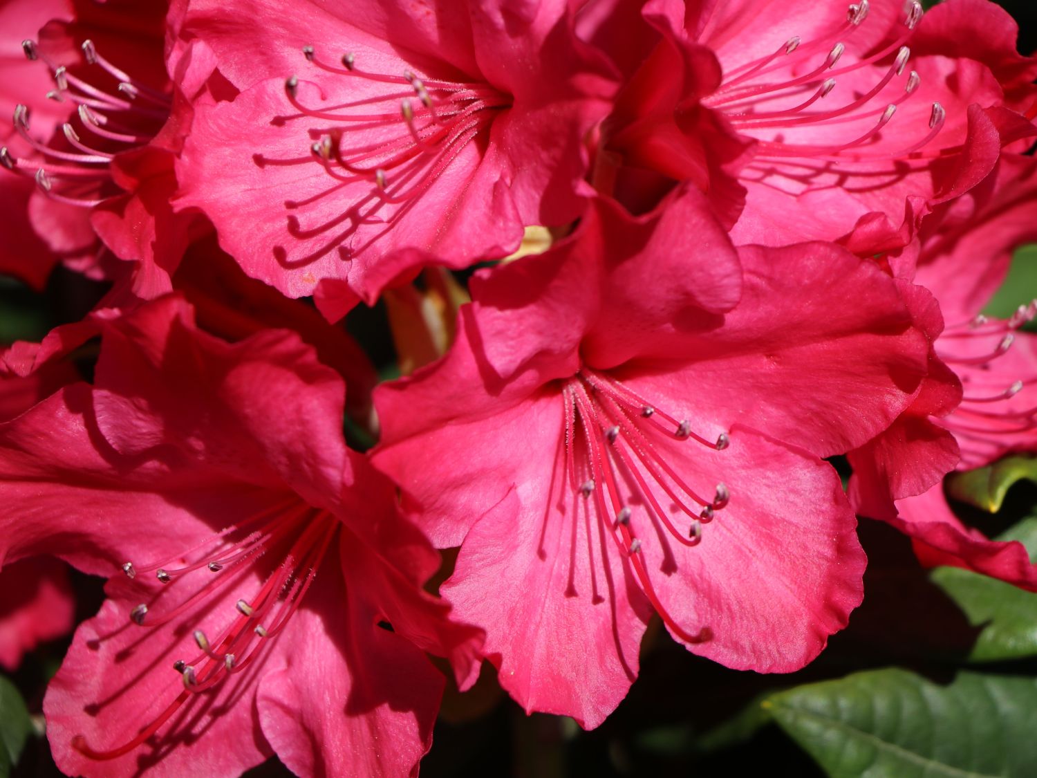 Rhododendron 'Weinlese' - Rhododendron smirnowii 'Weinlese'