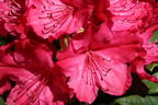 Rhododendron 'Weinlese' - Rhododendron smirnowii 'Weinlese'