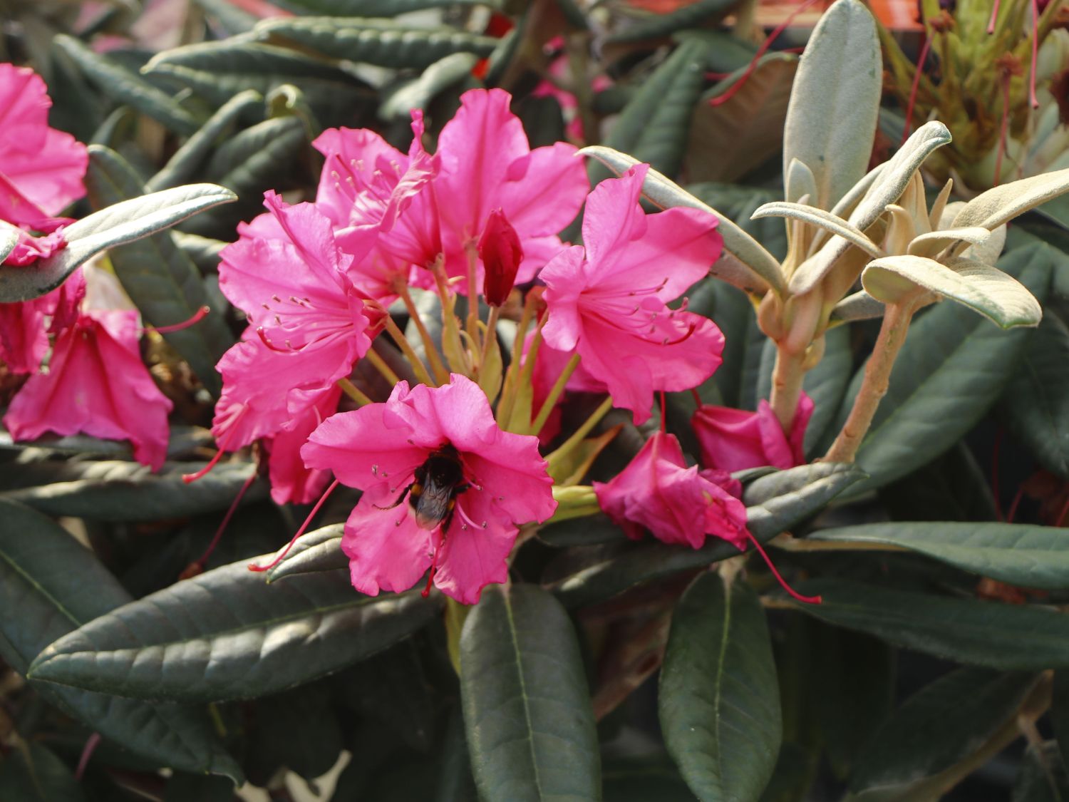 Rhododendron 'Weinlese' - Rhododendron smirnowii 'Weinlese'
