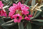 Rhododendron 'Weinlese' - Rhododendron smirnowii 'Weinlese'