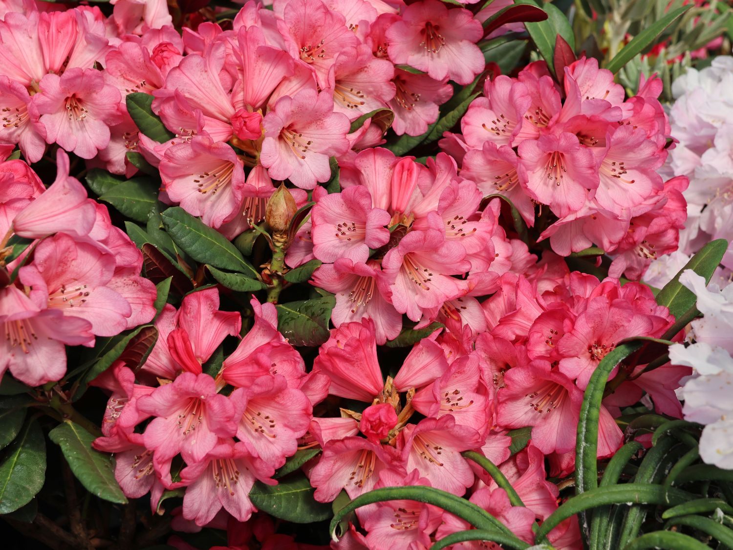 Rhododendron 'Wine and Roses'