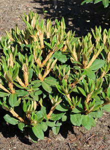 Rhododendron 'Wolly Dane'
