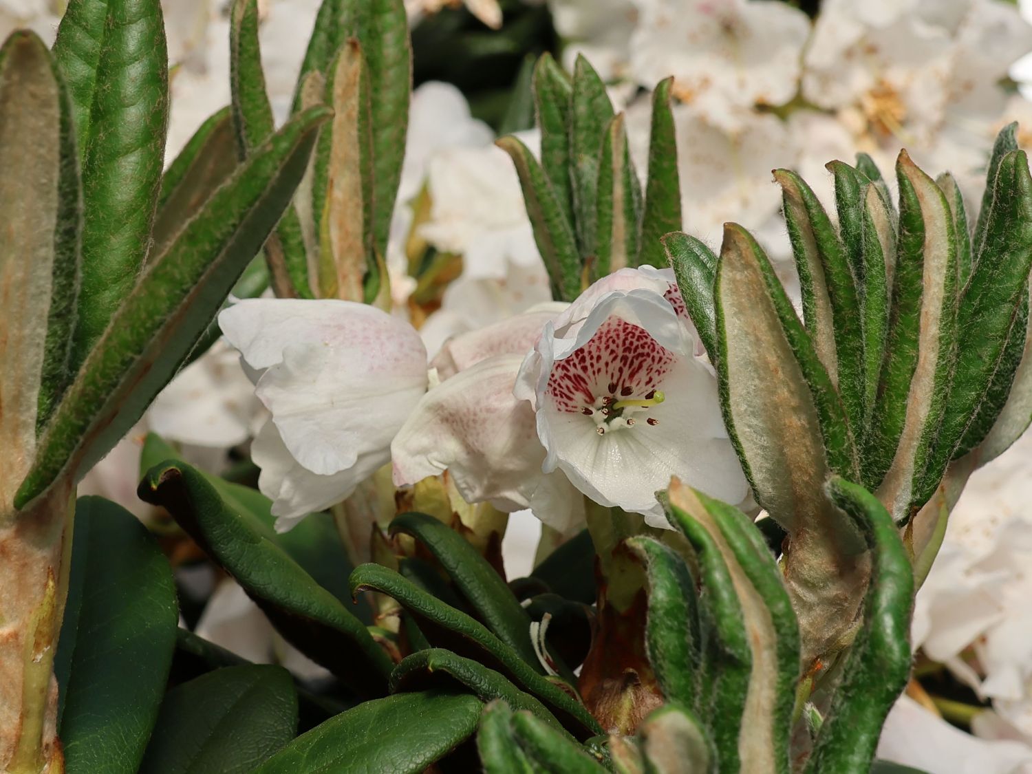 Rhododendron 'Wolly Dane' - Rhododendron taliense 'Wolly Dane'