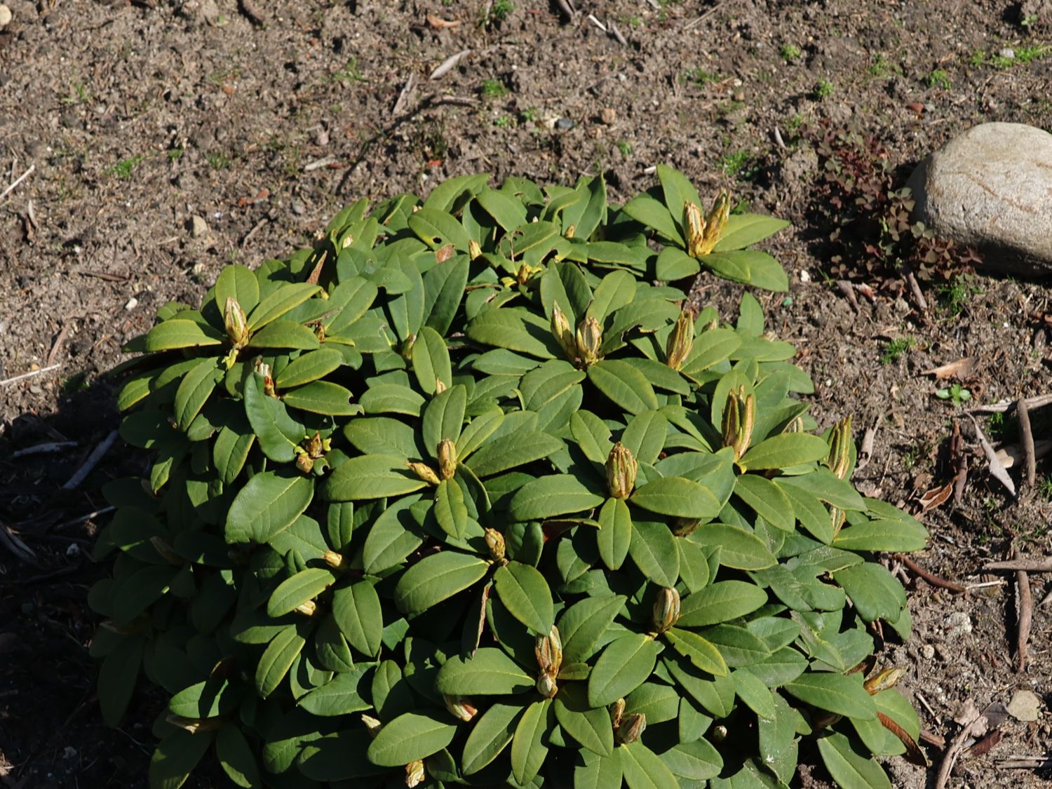 Rhododendron 'Wolly Dane' - Rhododendron taliense 'Wolly Dane'