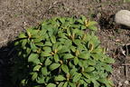 Rhododendron 'Wolly Dane' - Rhododendron taliense 'Wolly Dane'