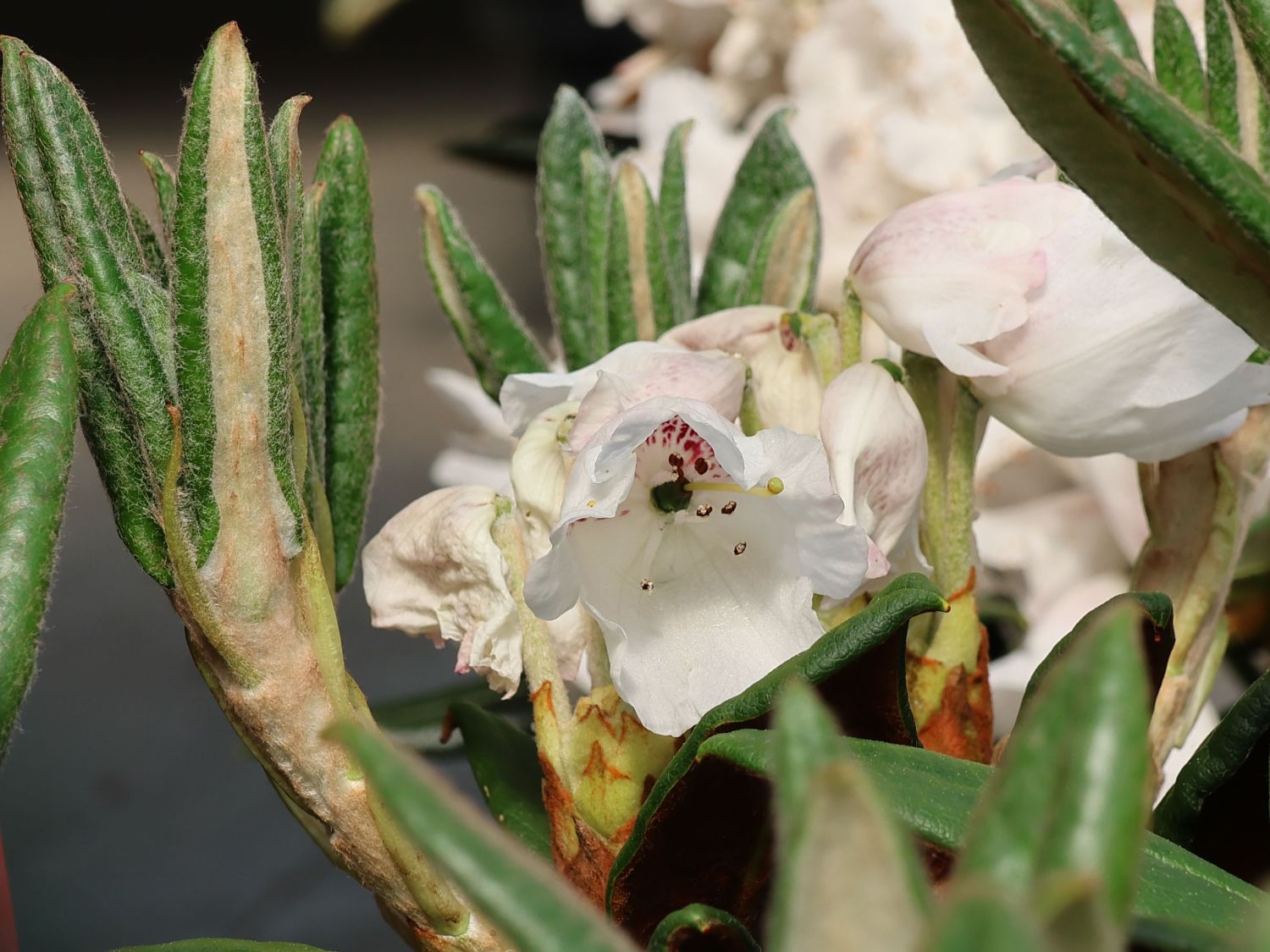 Rhododendron 'Wolly Dane' - Rhododendron taliense 'Wolly Dane'