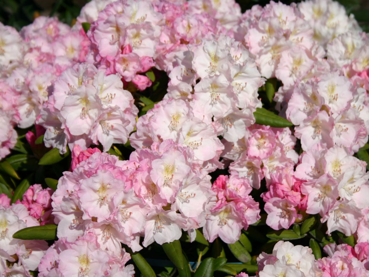Rhododendron 'Yours Truly'