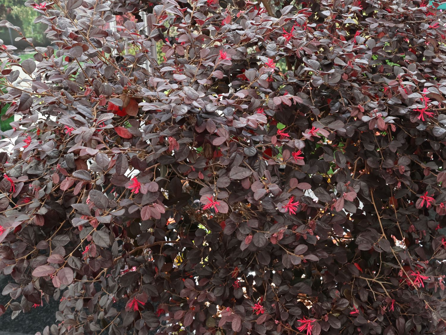 Riemenblüte 'Black Pearl' ® - Loropetalum chinense 'Black Pearl' ®