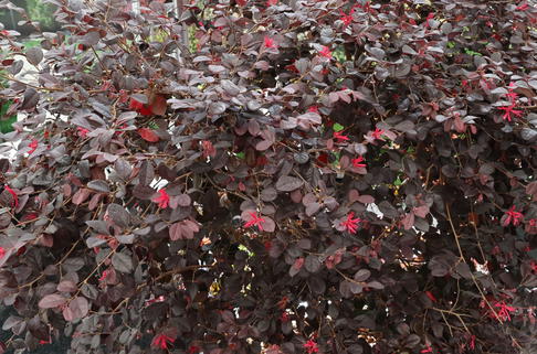 Riemenblüte 'Black Pearl' ® - Loropetalum chinense 'Black Pearl' ®