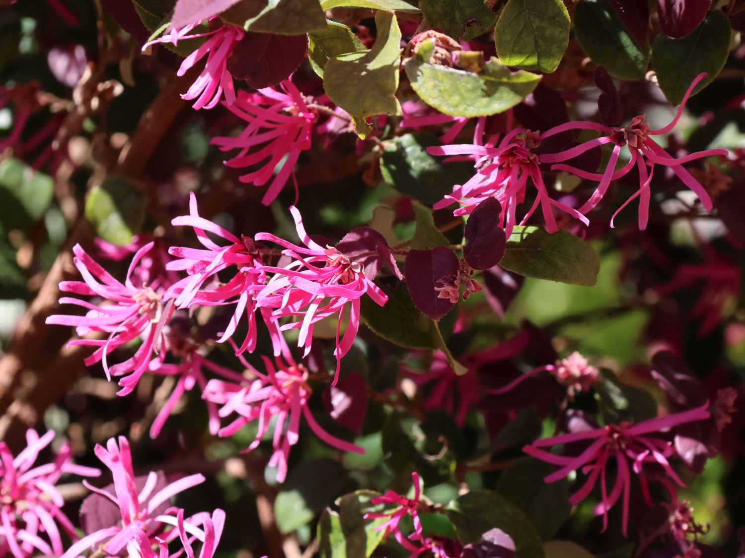 Riemenblüte 'Daybreaks Flame' - Loropetalum chinense 'Daybreaks Flame'