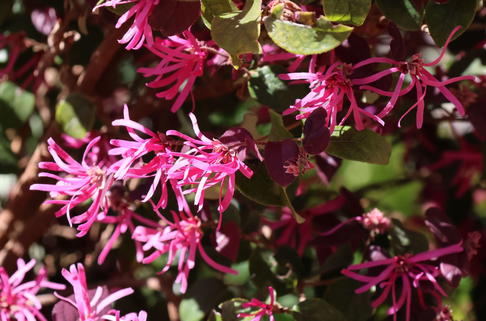 Riemenblüte 'Daybreaks Flame' - Loropetalum chinense 'Daybreaks Flame'