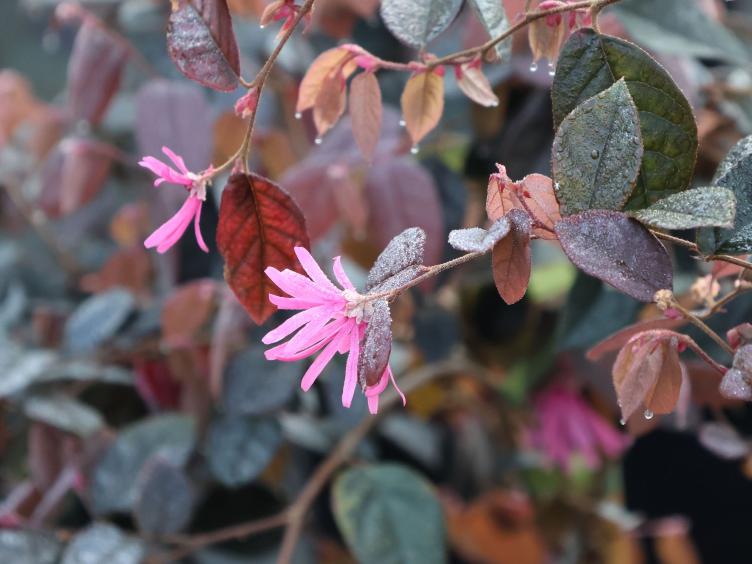 Riemenblüte 'Fire Dance' - Loropetalum chinense 'Fire Dance'