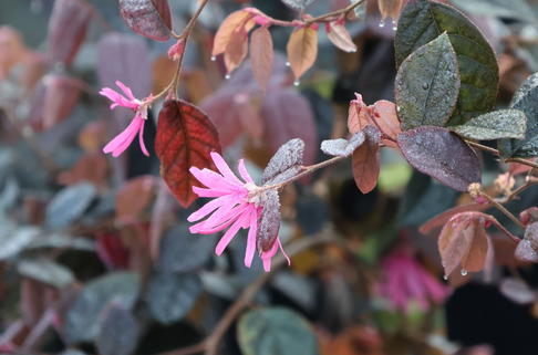 Riemenblüte 'Fire Dance' - Loropetalum chinense 'Fire Dance'