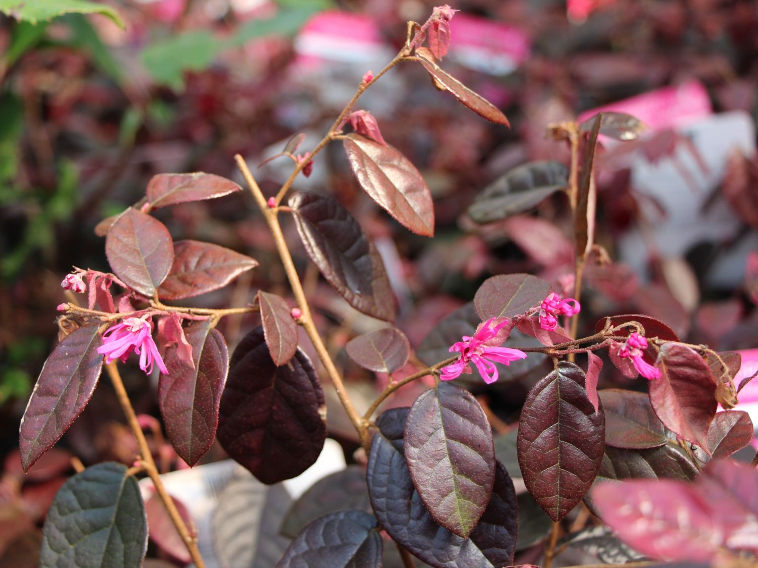Loropetalum (Loropetalum)
